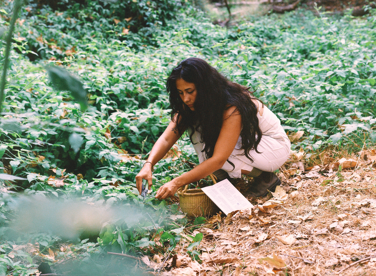 Tending the Wild: Native Plant Tea Meditation