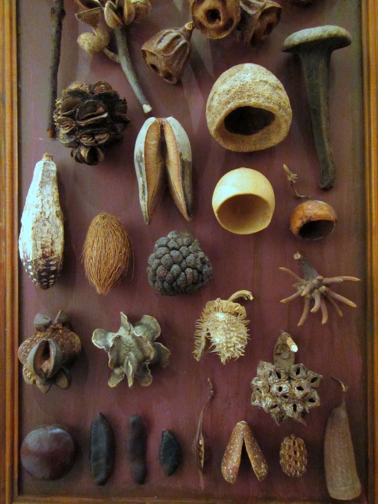 Sip and Seed with Altadena Seed Library