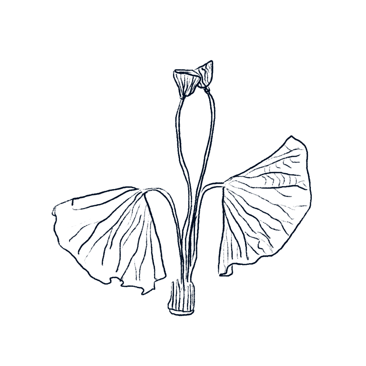 Botanical Aphrodisiacs