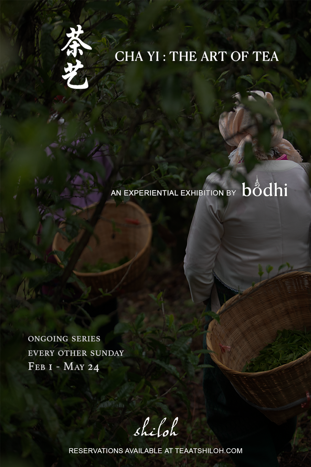 茶艺 : Tea Tasting with bodhi tea co.