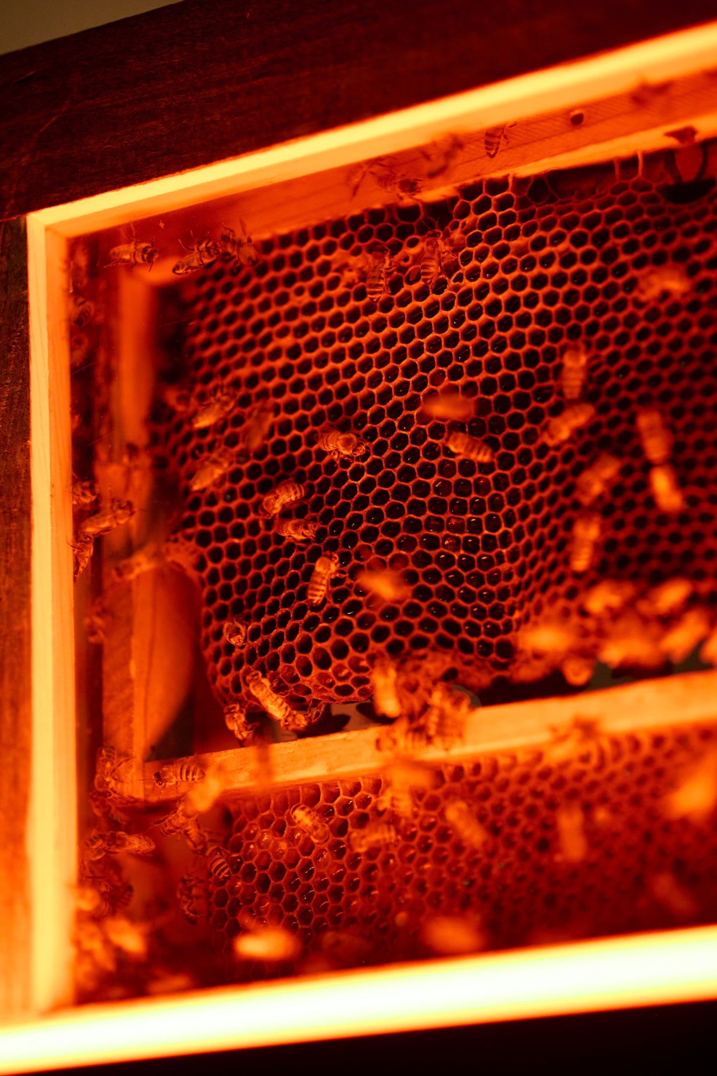 Into the Hive: Beeswax Taper Candle Dipping Workshop