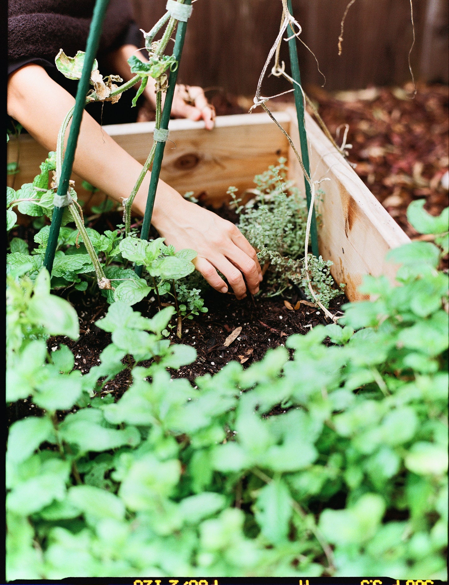Wild Garden & Way: Berry Basket Weaving