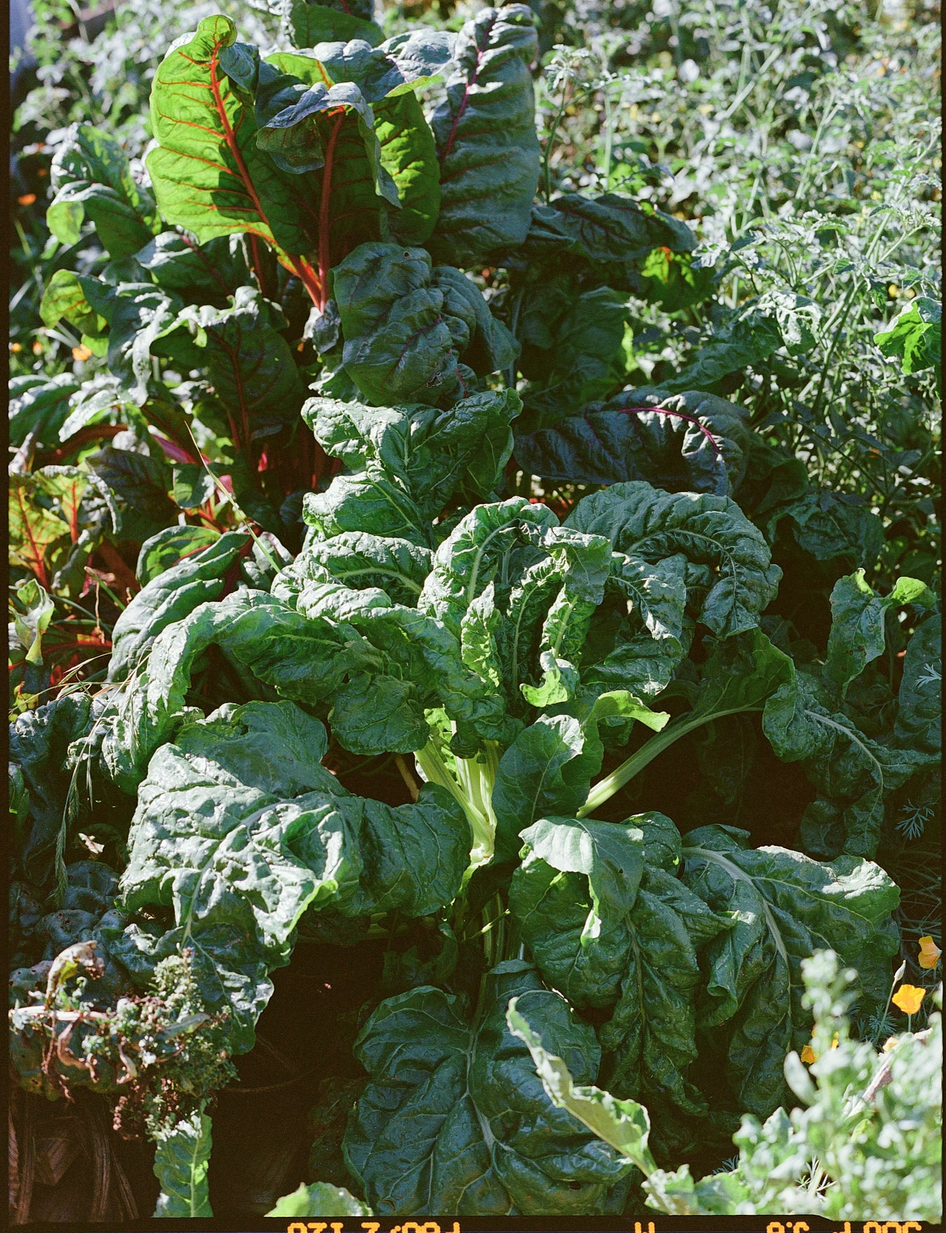 Spring Table: Wild Greens, Seasonal Foods & Renewal