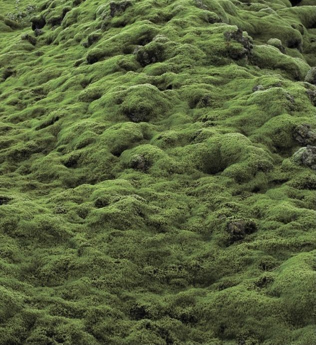 Eco-Somatics & Climate Futurism: Connecting the Mind, Body, and Planet